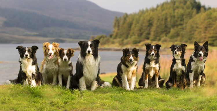 meute de border collies